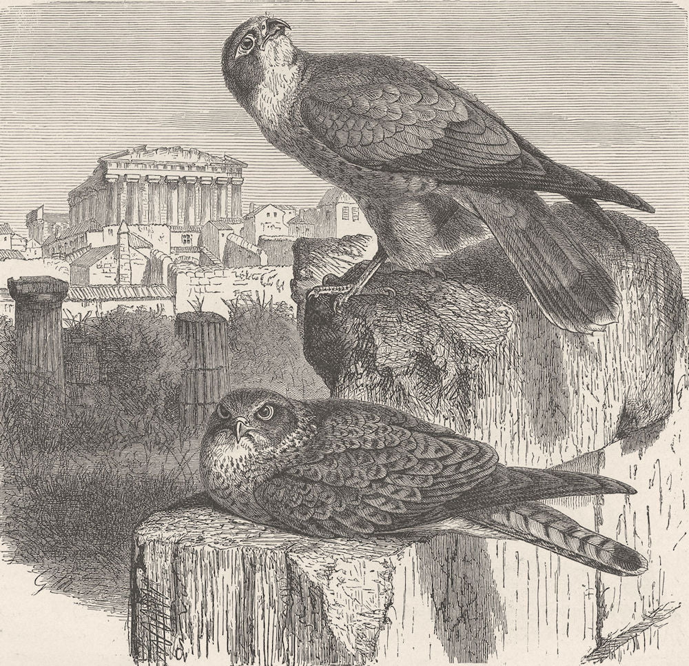 BIRDS. Lesser kestrel 1895 old antique vintage print picture